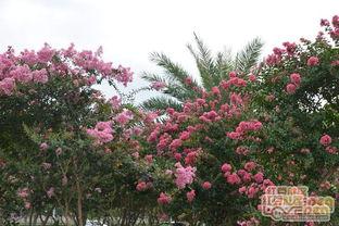 玉林江南公园最新爆料,绿意盎然,休闲新地标即将亮相
